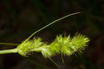 Hammock sedge